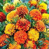 Afrikaantjes zaden Bonita mix - Tagetes