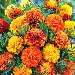 Afrikaantje Bonita mix - Tagetes