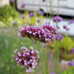 Verbena Purple Top (IJzerhard)