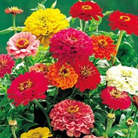 Zinnia Dahlia flowered Mix