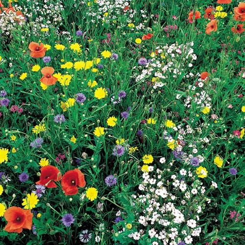 Zaadmengsel Wilde bloemen Mix