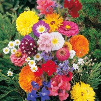 Mengsel snijbloemen 1-jarig