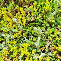 Vetkruid Mix - Sedum