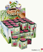 Greengift Cosmos Mix 40 stuks in showdoos