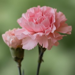 Anjer La France - Dianthus chabaud