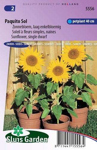 Zonnebloem Paquito Sol - Helianthus annus