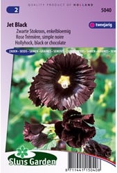 Stokroos Jet Black, enkelbloemig