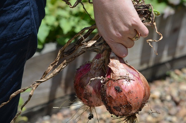 Moestuin beginnen