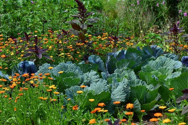 Wisselteelt moestuin