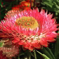 Lage Strobloem Tom Thumb – Helichrysum bracteatum-3