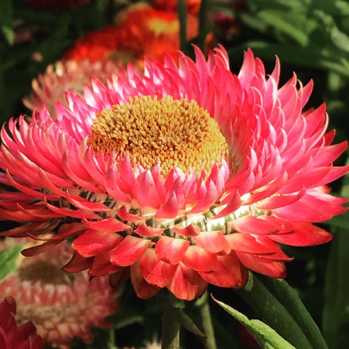 Lage Strobloem Tom Thumb – Helichrysum bracteatum-3