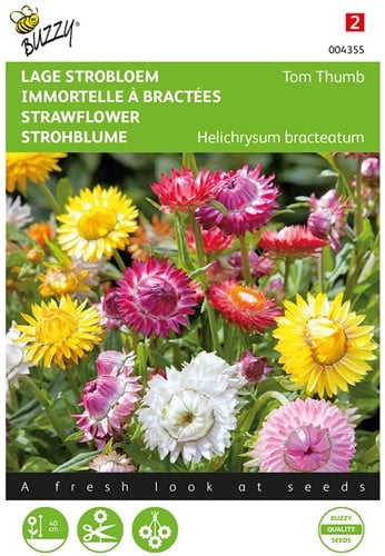 Lage Strobloem Tom Thumb – Helichrysum bracteatum